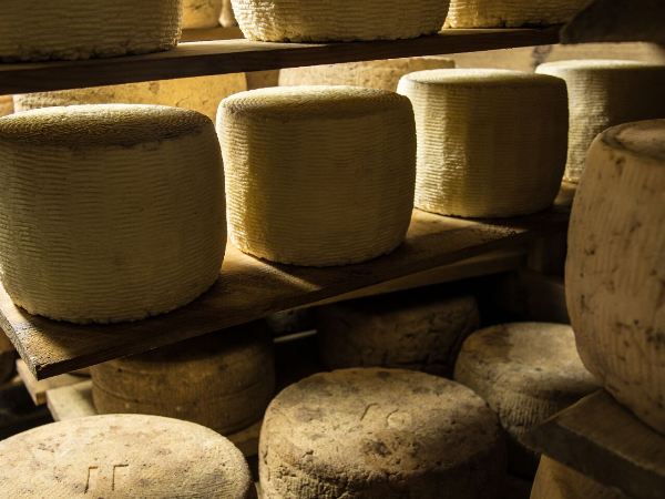 Cheese on cave shelf - Parish Hill