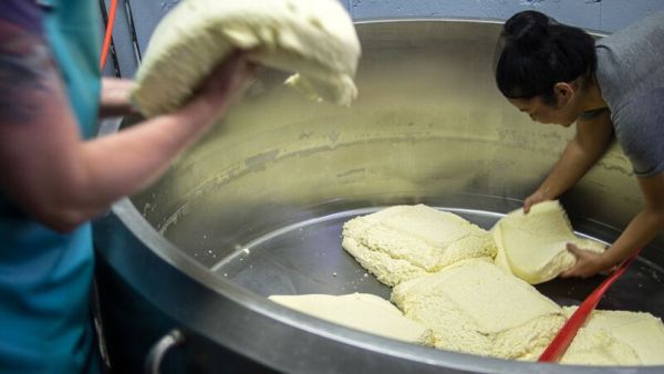 Moving Curds from Vat - Day 2 - Parish Hill