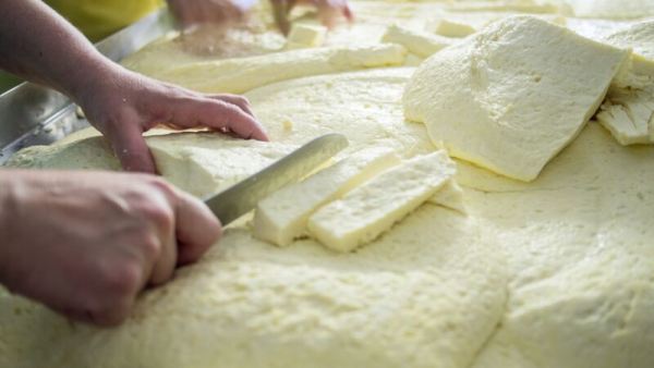 Knife Curd Close Up -Day 2 - Parish Hill