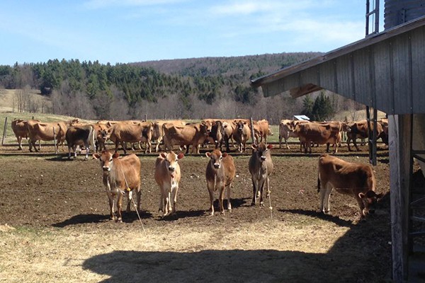 Paul-Lin heifers enjoying the sunshinePhoto courtesy Paul-Lin Dairy