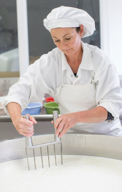 Charuth Van Beuzekom cuts the curds for Rosa Maria (the colorful forms used to make the cheese are seen in the background).