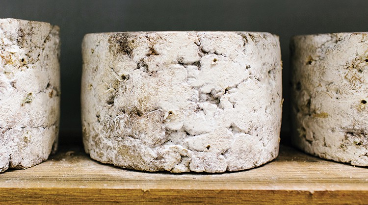 A batch of still-in-development blue cheese ages on wooden boards.