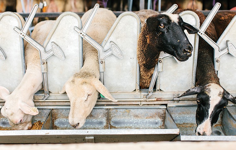 Ewes enjoy a snack while being milked in the outdoor parlor.