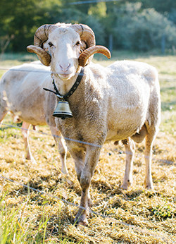 Mossad, an Awassi-cross ram, wears a bell so farmhands can hear him approaching.