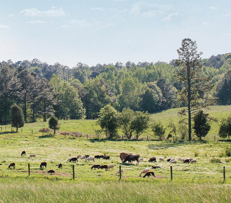 Many Fold's sheep and cows graze on Chattahoochee pasture.