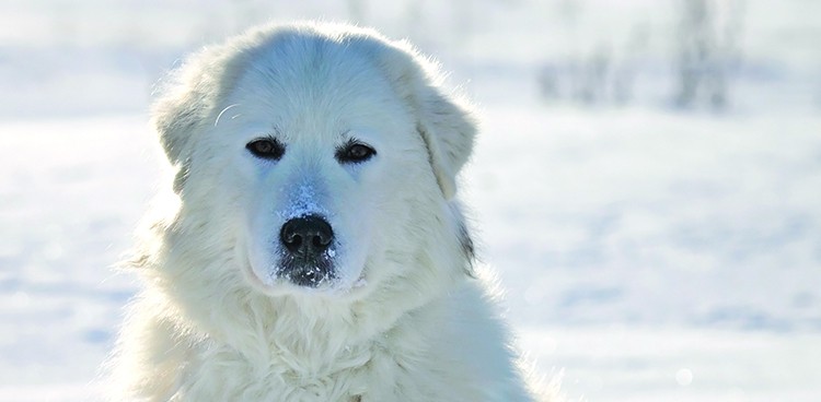 Maremma sheepdog (Photo credit: Shutterstock)