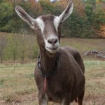 Toggenburg goat, photo credit: Justyne Noble
