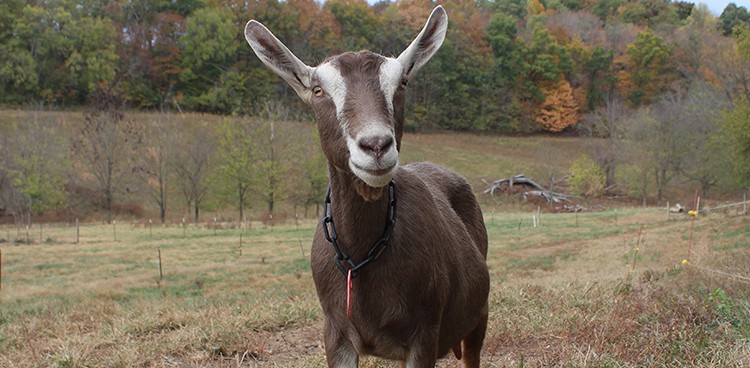Toggenburg goat, photo credit: Justyne Noble