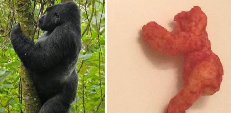 Harambe Cheeto