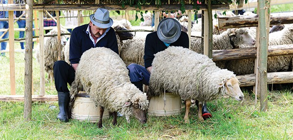 Sheep owners milk their animals at a springtime "Measurement of the Milk" fest near Cluj. The yield determines how much of the Alpine cheese each household will receive during the summer grazing season. Photo Credit: Oana Raluca/Shutterstock, Inc.