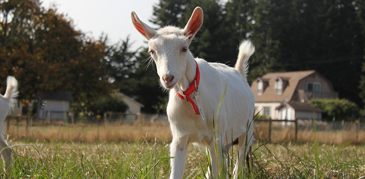 Baby goat at Cypress Grove. Photo credit: J. Rasmussen