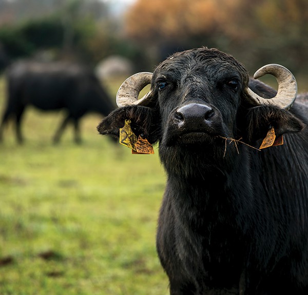One of the buffalo that supply the milk for Oriol de Montbrú grazes in Catalonia