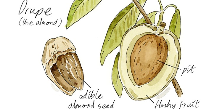 Nuts vs. Drupes: What's the Difference?