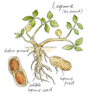legume peanut