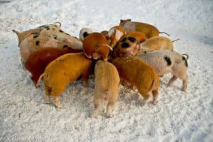whey-fed pigs