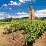 Jura vineyard