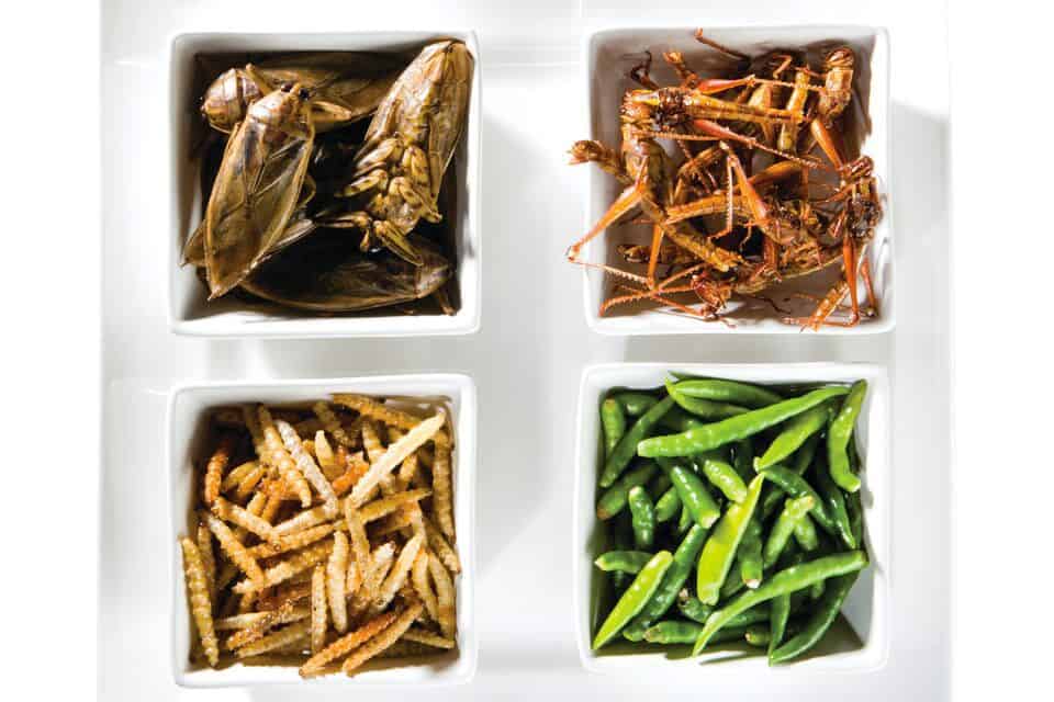 edible insects