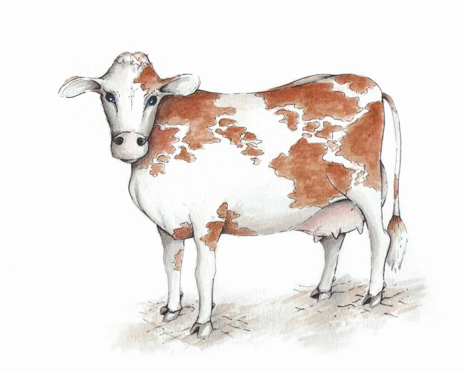 illustration of a red and white montbéliarde cow