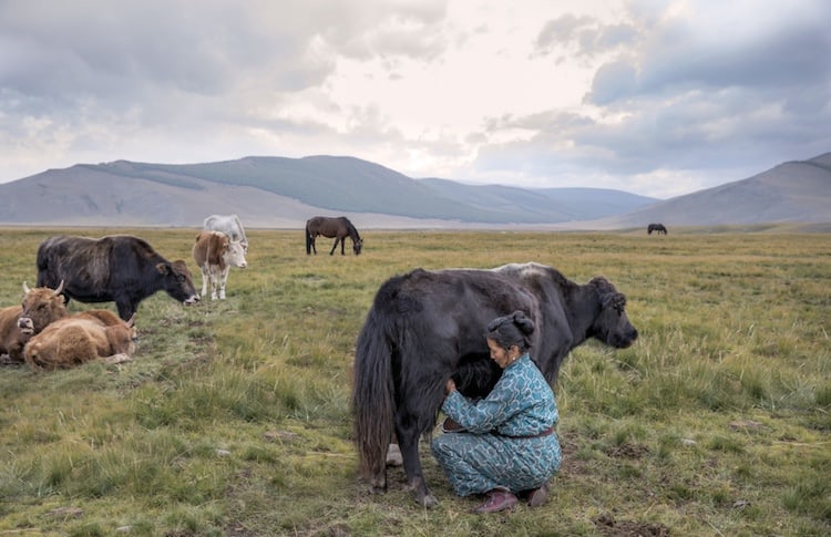 a woman milking a cow in the khovsgol province of mongolia