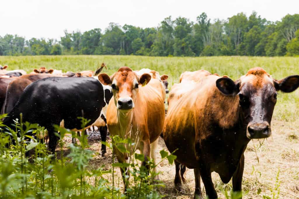 Cows in a pasture.