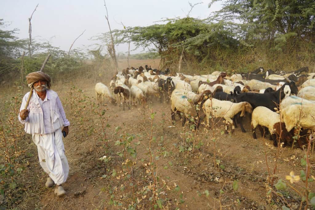 An Indian man herds sheep and goats.