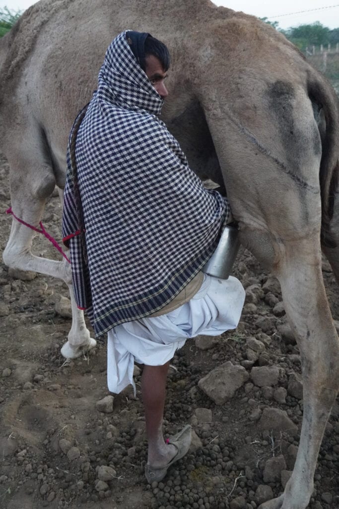 A man stands on one leg while milking a camel.