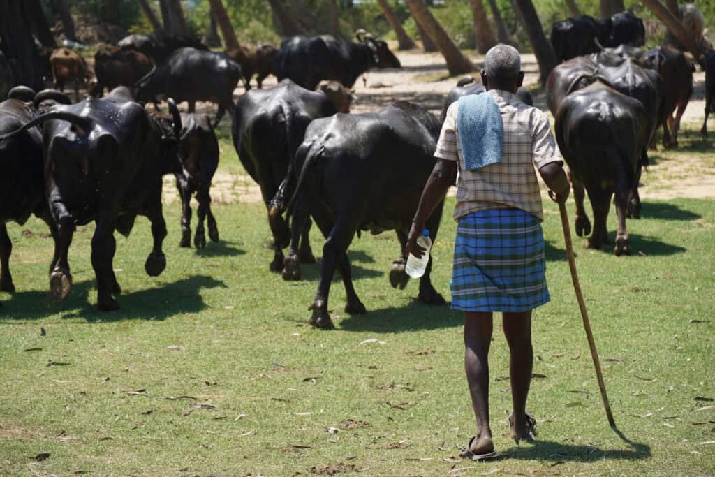 A man clad in plaid clothing herds buffalo.