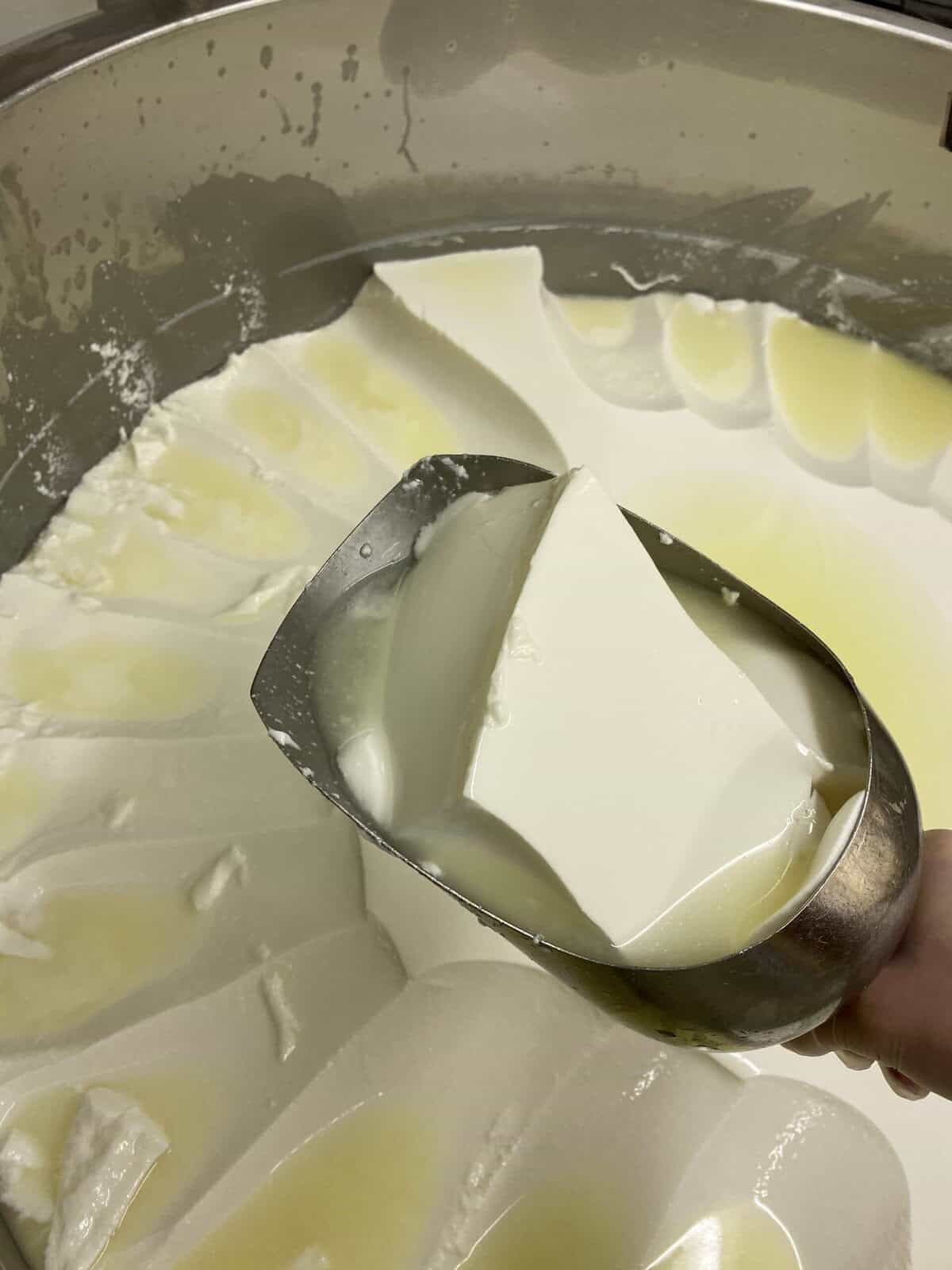 Making Chèvre on a Seasonal Farmstead Dairy