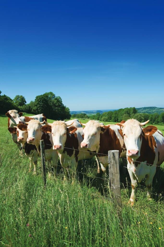 Comté Scholarships Invest in the Next Generation of Cheese Professionals